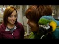 parrot
