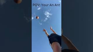Pov Your An Ant