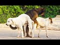 Awesome Smart Rural Dogs !! Dog Meeting for the Summer Season in Village, Very fast | Pets Life  #51