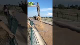 Heróico Vaca Es Reada Por La Garra De Un Excavadora Tras Ser Arrastrada Por Un C