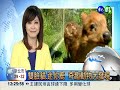 雙臉貓.迷你鹿 奇趣動物大發現