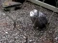 Farting Owl