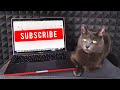 Pozri si moje prvé video inak budem agresívna - Mačka Jacki...