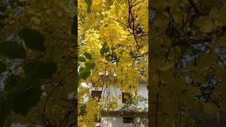 Amaltaslaburnum Flowers Best Summer Flowers Plant