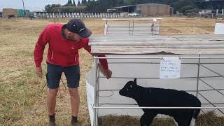 The First Week of a Calve's Life