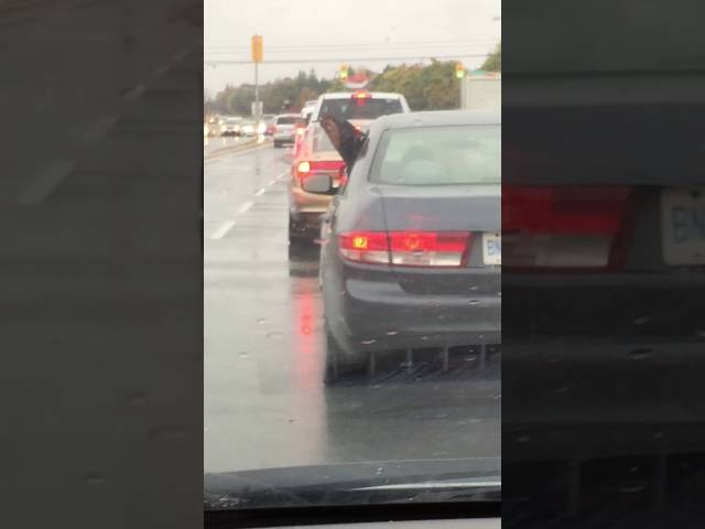 Dog Tries To Eat RainDrops Out Of Car Window -