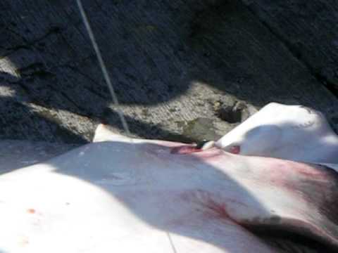 Pictures Of Cows Giving Birth. Stingray giving birth to baby