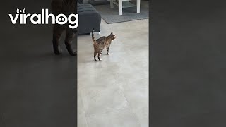 Cat Pretends To Limp For Attention || Viralhog