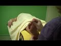 Foot and Leg Massage - ASMR Massage HD