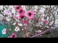 Home Video preview