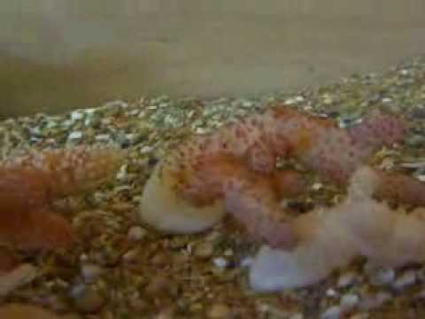Header of Alcyonium palmatum