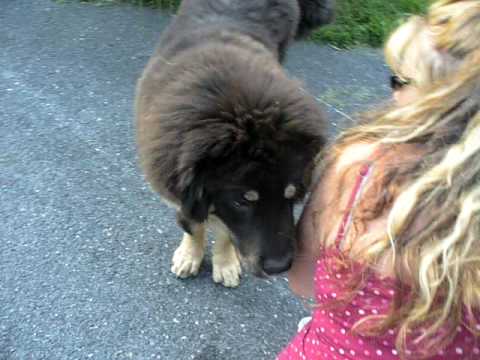 in the USA Tibetan Mastiff
