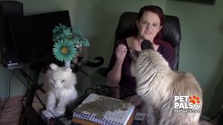 Quarantine with cats