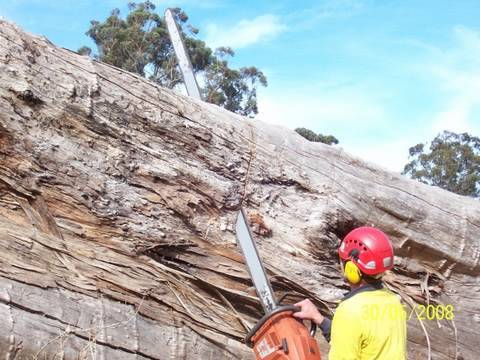 tree rigging