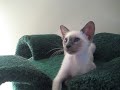 Talking Siamese Kitten