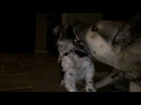 great dane shih tzu mix great dane german shepherd cross great dane shih tzu mix great dane german shepherd cross
