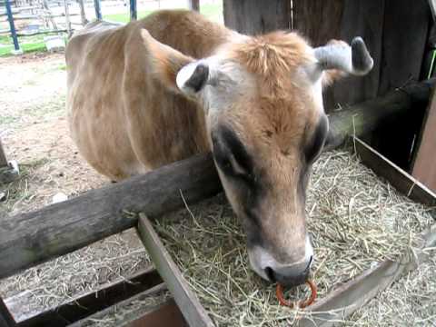 姫路セントラルパーク　ジャージー牛
