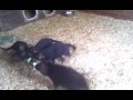 Оксяйкам 1,5 месяца, дети получили новый мячик