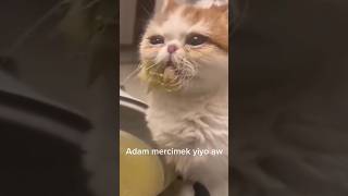 BU ADAM MERCİMEK YİYO AW #Komik montaj #kedi #hayvanseverler #hayvan