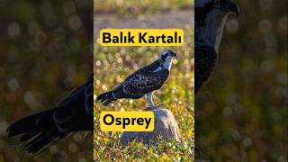 Balık Kartalı Osprey Kuş Gözlem Günlükleri 36. Bölüm Bayburt
