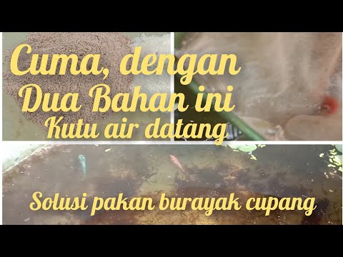 Cara mendatangkan kutir dengan mudah || CARA TERNAK KUTU AIR.