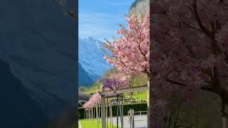 Most beautiful villages in Switzerland 😻 #switzerland #lauterbrunnen #nature #wa