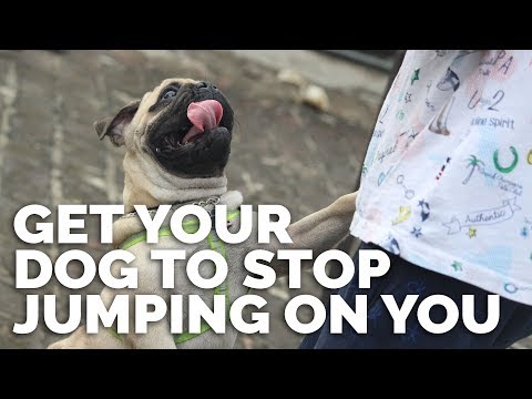 Michael Ellis Philosophy Of Dog Training Michael Ellis Philosophy Of Dog Training