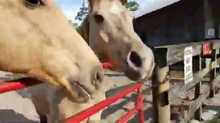 LaPorte Farms LIVE | 1-19-2020
