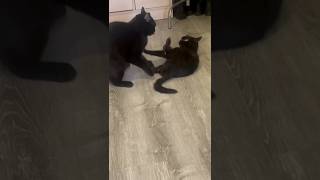 Funny Cats / Смешные Животные / 😻😻😻 Васька Напал На Мурку / Драка 🐈‍⬛