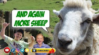 And Again More Sheep | Driving From North To South ✌️ NZ