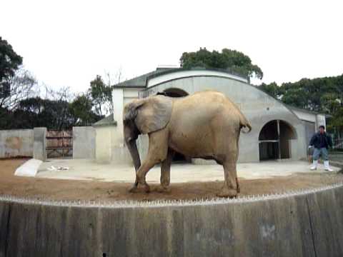 大牟田市動物園のアフリカゾウ