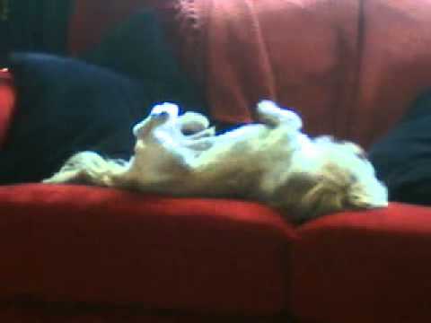 cutest dog moves eva!! xxx