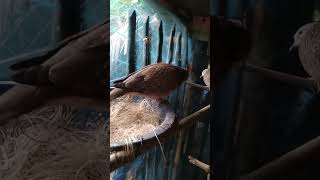 Gugu Pakhi Dove Bird