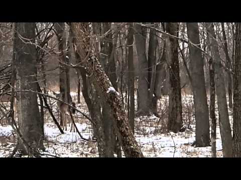 DrRic Deer at Forest Preserve rt 59 and Gold Rd Video DrRic Deer at Forest Preserve rt 59 and Gold Rd Video