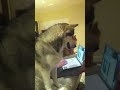 Long howls from an alaskan malamute!!!!! And talking howling