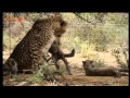 Volunteer+in+Africa+at+the+Cheetah+and+Wildlife+Rehabilitation+Project