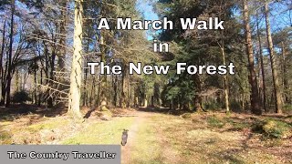 A walk in The New Forest in March