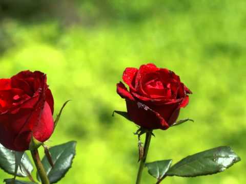 Phool Jaisi Muskaan Full Song (HD) - Taqdeerwala