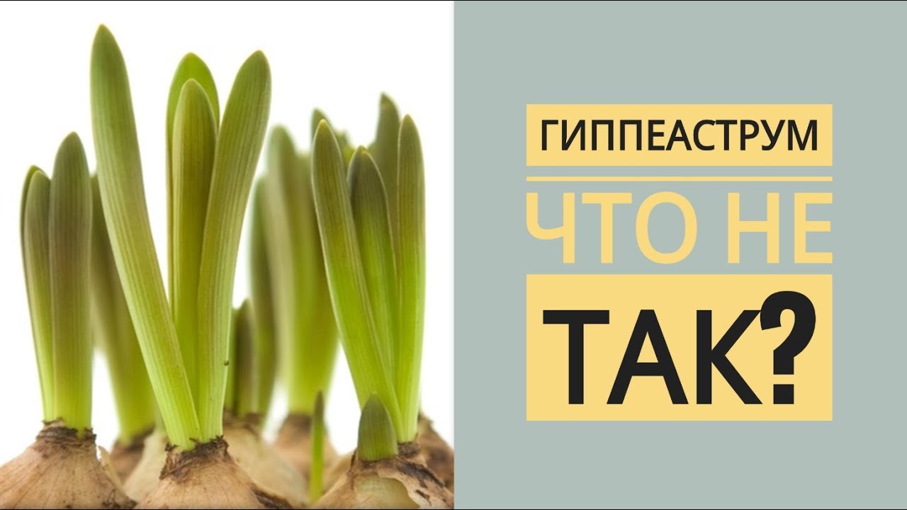 Когда сажать амариллис из луковицы 20