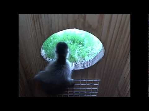 2012 Jump Day - Wood Ducks Jump from Nest Box - YouTube