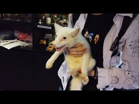 Sửng sốt với những loài thú cưng nhập ngoại độc, lạ, cực kì cuốn hút