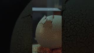 Something Is Hatching