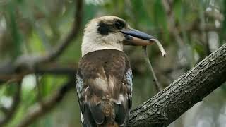 Laughing Kookaburra Dacelo Novaeguineae