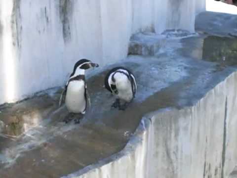 東山動物園のペンギン