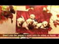 Beagle Puppy Training Tips | Puppy Potty Training Tips | Rottweiler Puppy Training Tips | Crate