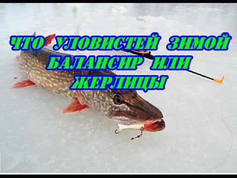 Балансиры для ловли налима в погоне за зимним налимом Балансиры для ловли налима в погоне за зимним налимом