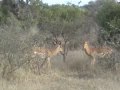 Battle+at+Kruger+-+Impalas