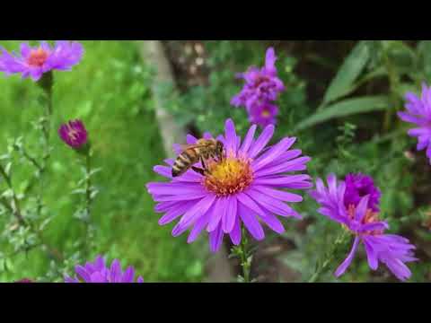 Những hình ảnh thiên nhiên tươi đẹp - Phần 2 (HD)