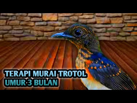 TERAPI PANCINGAN MURAI TROTOL UMUR 5 BULAN AGAR NGEPLONG