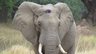 Elephant Calmly Asks For Help After Living With Infected Bullet Lodged In Skull